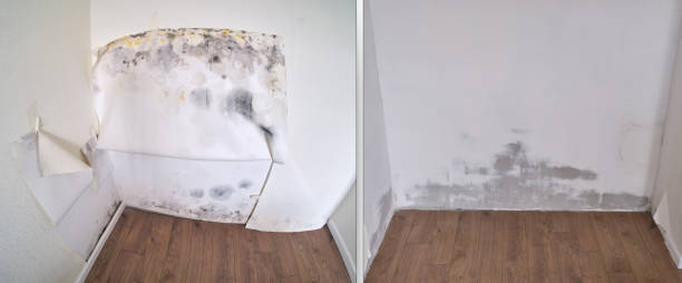 Professional Mold Removal in Myrtle Grove, NC